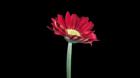 Time lapse of opening red gerbera flower Stock Footage 295758877