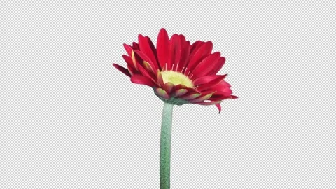 Time lapse of opening red gerbera flower with ALPHA channel Stock Footage 305829778