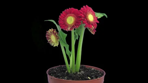 Time lapse of opening red gerbera flower Stock-Footage 320524707