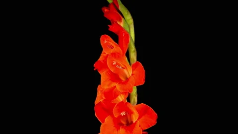 Time lapse of Opening Red Gladiolus Flower Stock Footage 113015745