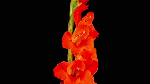 Time lapse of Opening Red Gladiolus Flower Видео 113571815