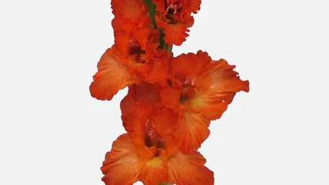 Time-lapse of opening red gladiolus flower with ALPHA channel Stock Footage 115236420