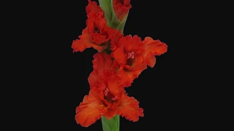 Time-lapse of opening red gladiolus flower in RGB + ALPHA matte format Stock Footage 117932478