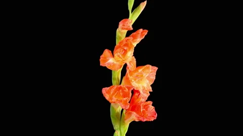Time Lapse of Opening Red Gladiolus Flower Stock Footage 159234486