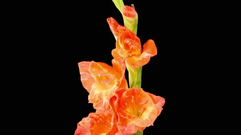 Time lapse of Opening Red Gladiolus Flower Stock Footage 159656591