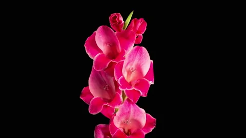 Time lapse of Opening Red Gladiolus Flower Stock Footage 160547202