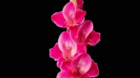 Time lapse of Opening Red Gladiolus Flower 库存影片 198374623