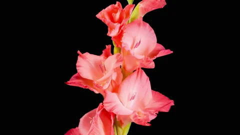 Time Lapse of Opening Red Gladiolus Flower Stock Footage 201685350