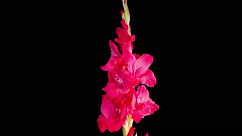 Time Lapse of Opening Red Gladiolus Flower Vídeos de archivo 206776285