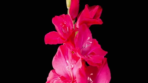 Time Lapse of Opening Red Gladiolus Flower Видео 210484868