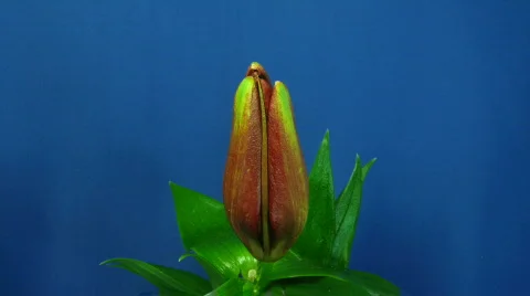 Time-lapse of opening red lily 2  Stock Footage 134641