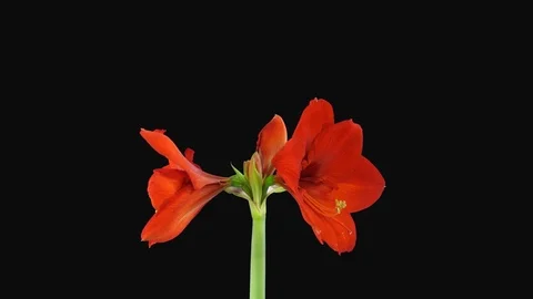 Time-lapse of opening Red Lion amaryllis Christmas flower, 2K with ALPHA channel Video stock 104078368