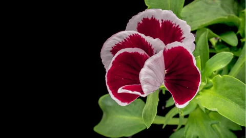 Time lapse of opening red Pansy flower, Viola tricolor Video stock 262455496