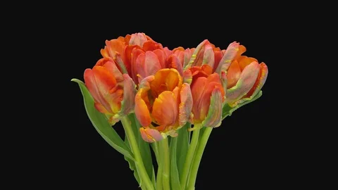 Time-lapse of opening Red Parrot tulip flower with ALPHA channel Stock Footage 120685895