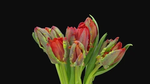 Time-lapse of opening Red Parrot tulip flower in RGB + ALPHA matte format Stock Footage 127096162