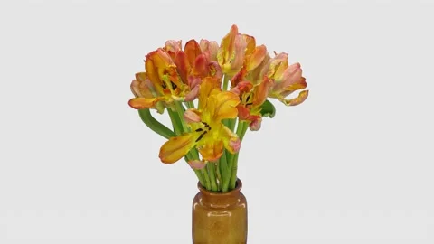 Time-lapse of opening Red Parrot tulip flower, 5K with ALPHA channel Stock Footage 136650752