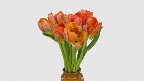 Time-lapse of opening Red Parrot tulip flower, 4K with ALPHA channel Stock Footage 137083431