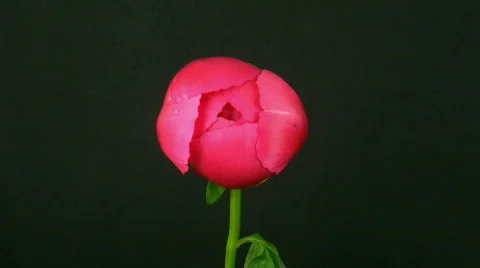Time-lapse of opening red peony 1 Stock Footage 115395
