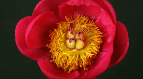 Time-lapse of opening red peony 2 Stock Footage 115537