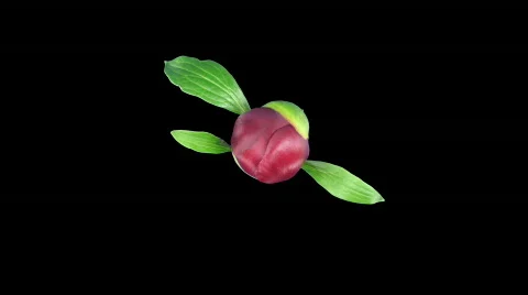 Time-lapse of opening red peony 6 with ALPHA matte top Stock Footage 375477