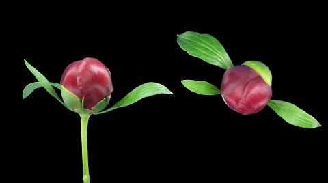 Time-lapse of opening red peony 7 with ALPHA double view Stock Footage 375640