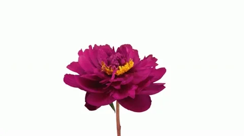 Time-lapse of opening red peony 1a2 (DCI-2K) Stock Footage 11629231