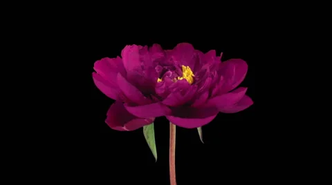 Time-lapse of opening red peony in RGB + ALPHA matte format Stock Footage 50061585