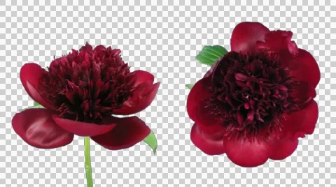 Time-lapse of opening red peony, double view with ALPHA channel Stock Footage 50310198