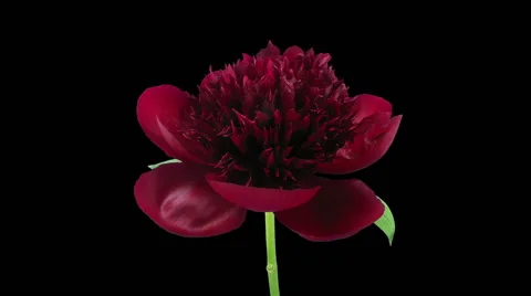 Time-lapse of opening red peony in RGB + ALPHA matte format Stock Footage 62017279