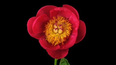 Time-lapse of opening red peony with ALPHA channel Stock Footage 71340769