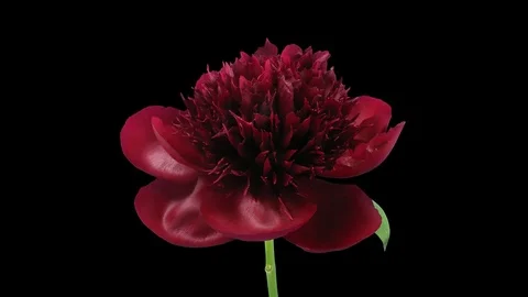 Time-lapse of opening red peony with ALPHA channel Stock Footage 72951927