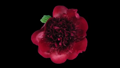 Time-lapse of opening red peony in RGB + ALPHA matte format, top Stock Footage 74352908