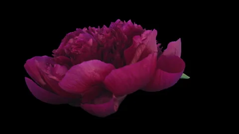 Time lapse of opening red Peony flower Stock Footage 311939193