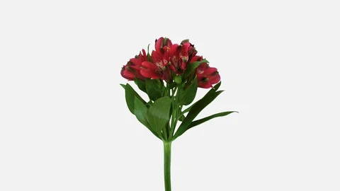 Time-lapse of opening red Peruvian lilies with ALPHA channel Stock Footage 110556685