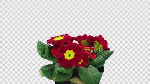 Time lapse of opening red Primula flower with ALPHA channel Stock Footage 296873270