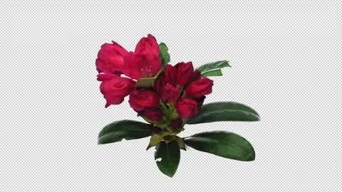 Time lapse of opening red rhododendron with ALPHA channel Stock Footage 310932833