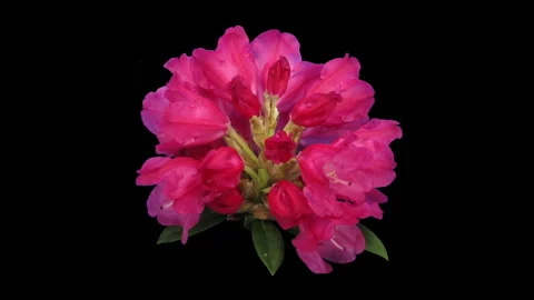 Time lapse of opening red rhododendron Stock Footage 311422982