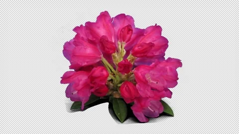 Time lapse of opening red rhododendron with ALPHA channel Stock-Footage 313604320