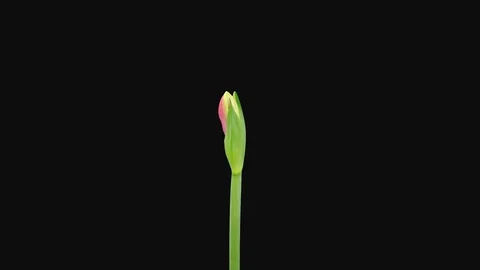 Time-lapse of opening Red Rival amaryllis, 4K with ALPHA channel Stock Footage 126957303