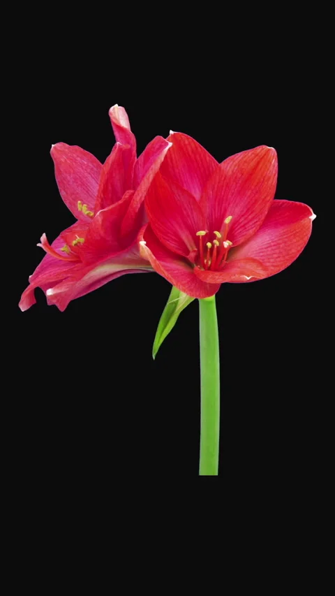 Time lapse of opening Red Rival amaryllis flower, vertical orientation Stock Footage 293286249