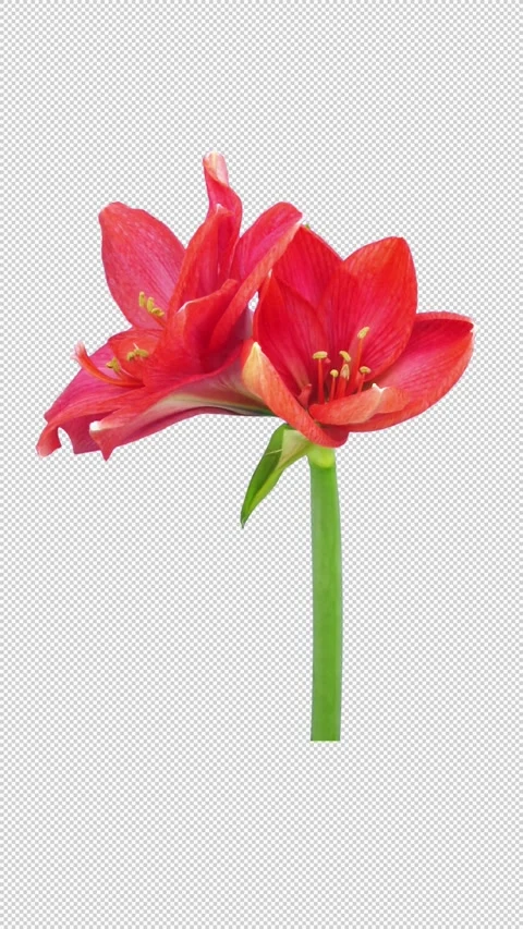 Time lapse of opening Red Rival amaryllis Christmas flower with ALPHA channel Stock Footage 296545762