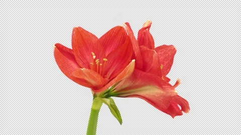 Time lapse of opening Red Rival amaryllis with ALPHA channel Stock Footage 308320325