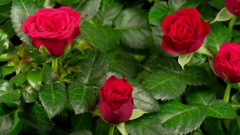 Time Lapse of Opening Red Rose Flower Stock-Footage 121716012