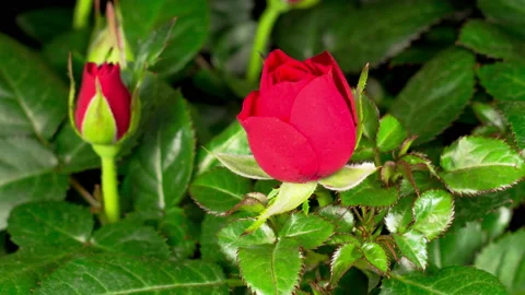 Time Lapse of Opening Red Rose Flower Stock Footage 121717223