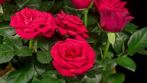 Time Lapse of Opening Red Rose Flower Video stock 121967471