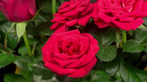Time Lapse of Opening Red Rose Flower 库存影片 123076838