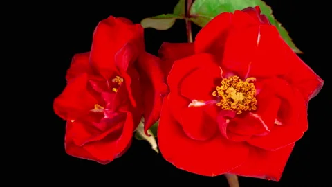 Time Lapse of Opening Red Rose Flower Stockbeeldmateriaal 132061888