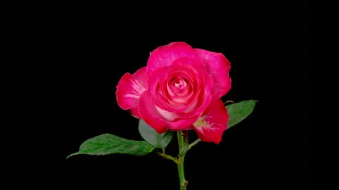 Time Lapse of Opening Red Rose Stockbeeldmateriaal 253402949