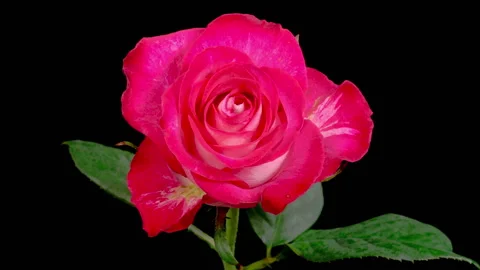 Time Lapse of Opening Red Rose Stock Footage 254566383