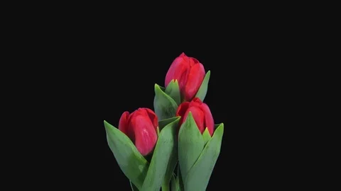 Time-lapse of opening red tulip bouquet in RGB + ALPHA matte format Stock Footage 92292278
